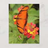 Carte Postale papillon orange (Devant)