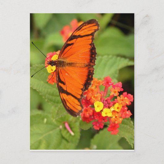 Carte Postale papillon orange (Devant)