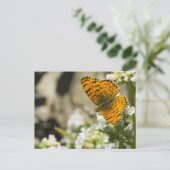Carte Postale Papillon orange (Debout devant)