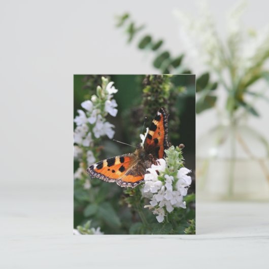 Carte Postale Papillon orange (Debout devant)