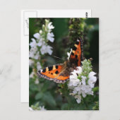 Carte Postale Papillon orange (Devant / Derrière)