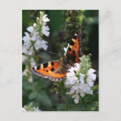 Carte Postale Papillon orange (Devant)