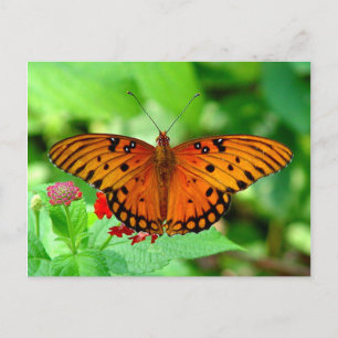 Carte postale Papillon orange