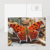 Carte Postale Papillon orange (Devant / Derrière)