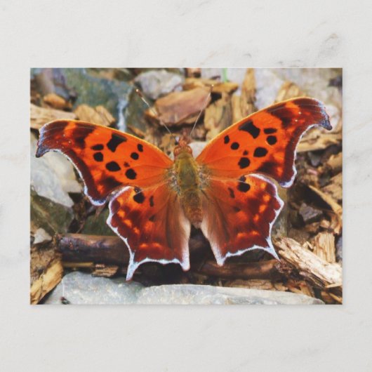 Carte Postale Papillon orange (Devant)