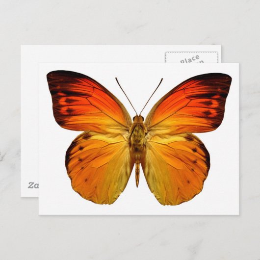 Carte Postale Papillon orange clair (Devant / Derrière)