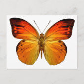 Carte Postale Papillon orange clair (Devant)