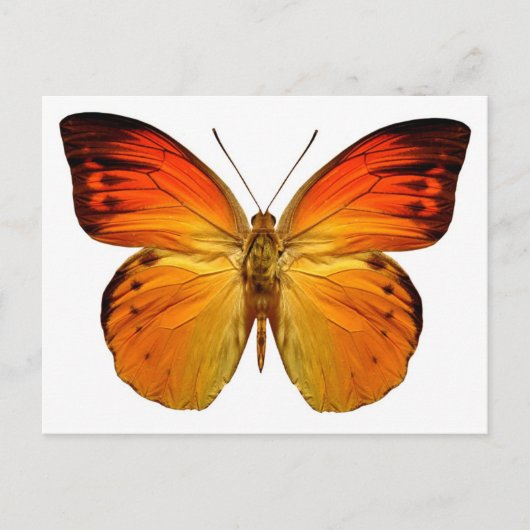 Carte Postale Papillon orange clair (Devant)
