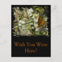 Papillon orange et abeille