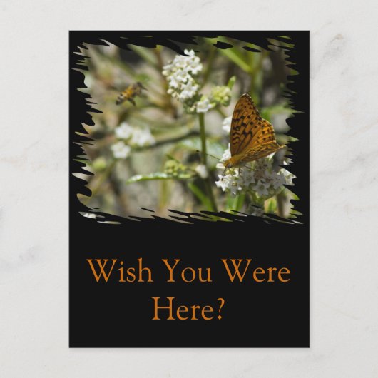 Carte Postale Papillon orange et abeille (Devant)