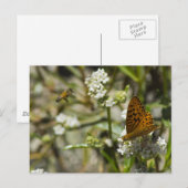 Carte Postale Papillon orange et abeille (Devant / Derrière)