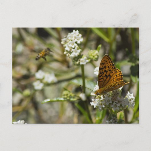 Carte Postale Papillon orange et abeille (Devant)
