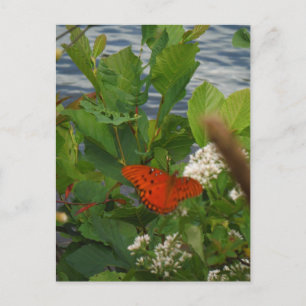 Carte Postale Papillon orange et noir au lac