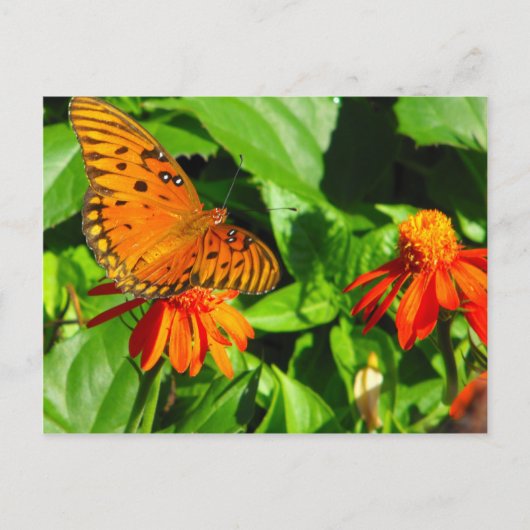 Carte Postale Papillon orange - Fermer (Devant)