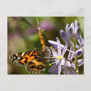 Carte Postale Papillon orange sur vêtements et cadeaux de jacint