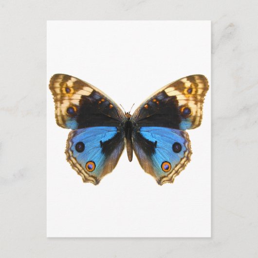 Carte Postale Papillon Pansy Bleu (Devant)