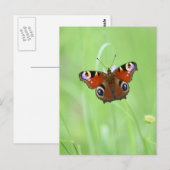 Carte Postale Papillon Paon (Devant / Derrière)