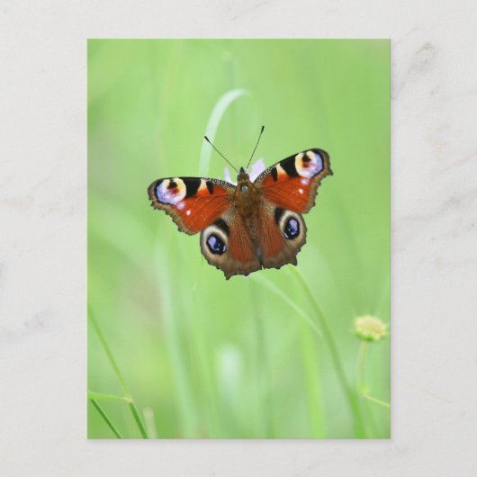 Carte Postale Papillon Paon (Devant)