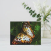 carte postale papillon paon (Debout devant)