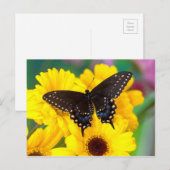 Carte Postale Papillon Papilio polyxenes (Devant / Derrière)