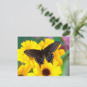 Carte Postale Papillon Papilio polyxenes (Debout devant)