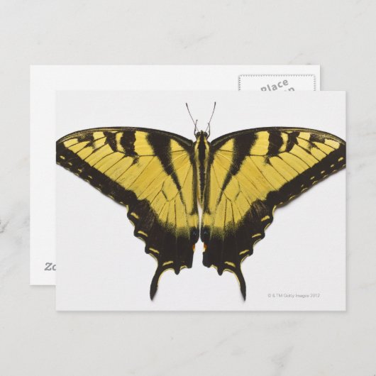 Carte Postale Papillon Papilio rutulus (Devant / Derrière)