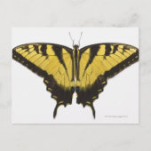 Carte Postale Papillon Papilio rutulus (Devant)