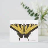 Carte Postale Papillon Papilio rutulus (Debout devant)