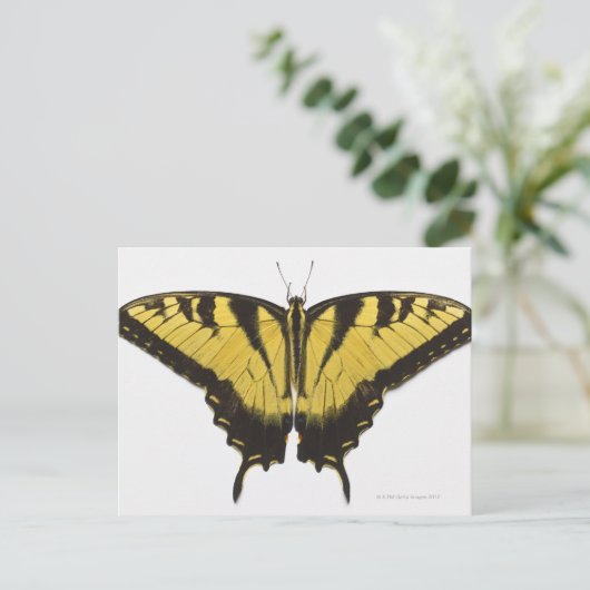 Carte Postale Papillon Papilio rutulus (Debout devant)
