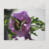 Carte postale - Papillon Papilio sur Fleur (Devant)