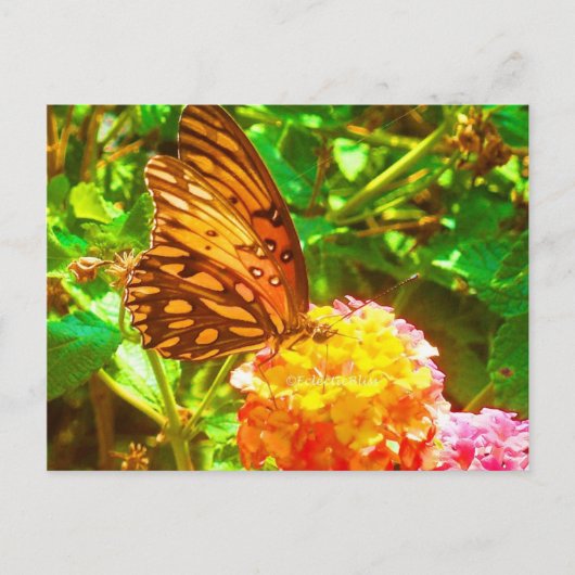 Carte Postale Papillon (papillon) (Devant)