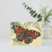 Carte Postale Papillon Peacock (Debout devant)
