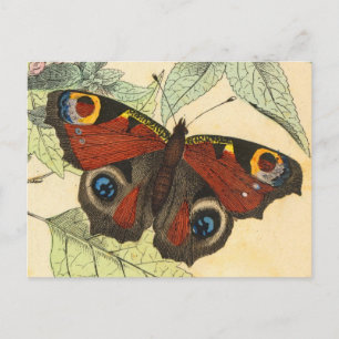 Carte Postale Papillon Peacock