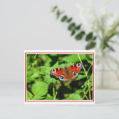 Carte postale Papillon Peacock (Debout devant)