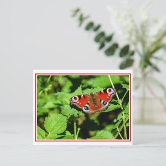 Carte postale Papillon Peacock (Debout devant)