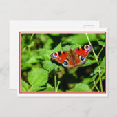 Carte postale Papillon Peacock (Devant / Derrière)