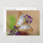 Carte Postale Papillon Peacock blanc sur Fleurs violettes (Devant / Derrière)