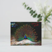 Carte Postale Papillon Peacock et Peacock (Debout devant)