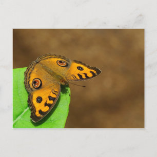 Carte Postale Papillon Peacock Pansy
