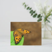 Carte Postale Papillon Peacock Pansy (Debout devant)