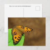 Carte Postale Papillon Peacock Pansy (Devant / Derrière)