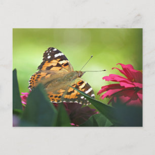 Carte Postale Papillon peint et Zinnias