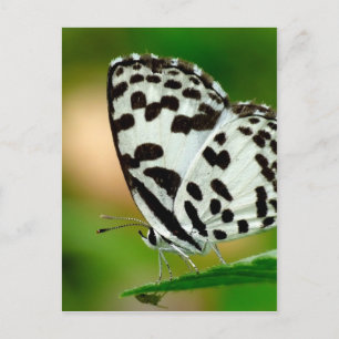 Carte Postale Papillon pierrot à points noirs et blancs