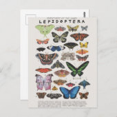 Carte Postale papillon planche (Devant / Derrière)
