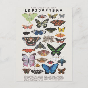 Carte Postale papillon planche
