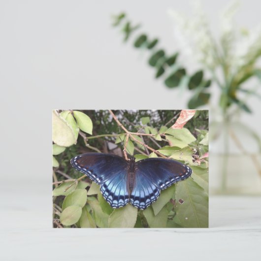 Carte Postale Papillon pourpre à points rouges, Ohio (Debout devant)