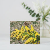 Carte postale Papillon rouge commun (Debout devant)