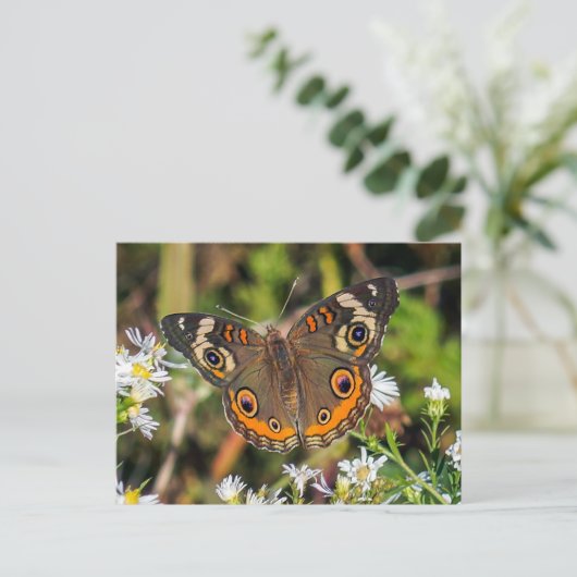 Carte postale Papillon rouge commun (Debout devant)