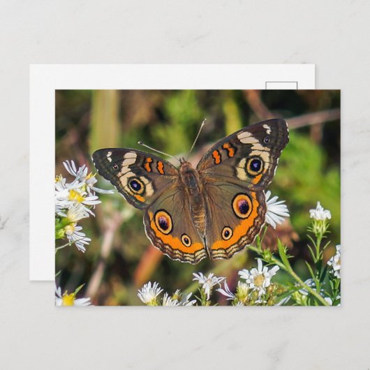 Carte postale Papillon rouge commun (Devant / Derrière)