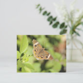 Carte Postale Papillon rouge commun, Junonia coenia. (Debout devant)